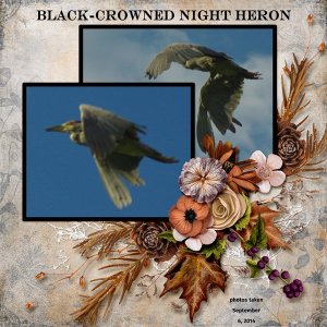 14-8-Black-crowned Night Heron small.jpg