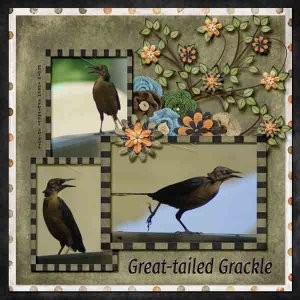 14-8-Great-tailed Grackle small.jpg