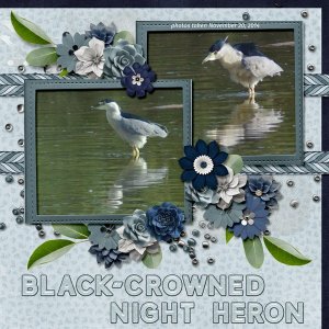 14-11-Black-crowned Night Heron small.jpg