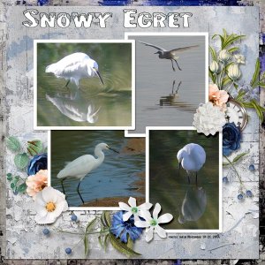 14-11-Snowy Egret small.jpg