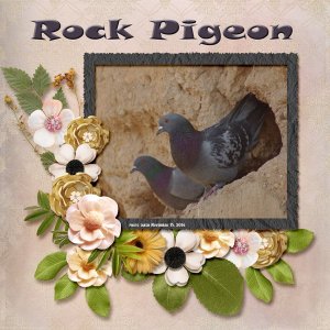 14-11-Rock Pigeon small.jpg