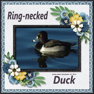14-11-Ring-necked Duck small.jpg