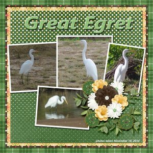 14-11-Great Egret small.jpg