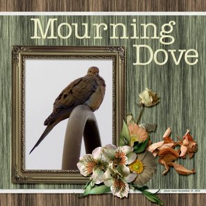 14-11-Mourning Dove small.jpg