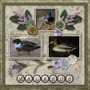 14-11-Mallards small.jpg