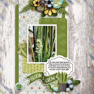 Snake-Plant.jpg