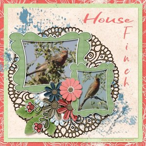 14-11-House Finch small.jpg