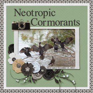 14-11-Neotropic Cormorants small.jpg