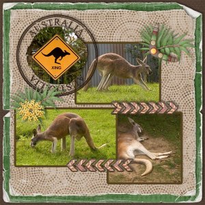 Kangaroos