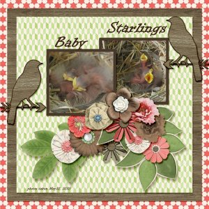15-5-Baby Starlings small.jpg