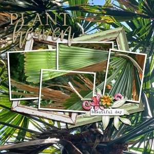 Fronds.SCR-webv.jpg