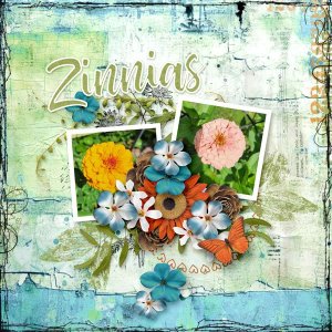 Zinnias 2026