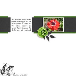 Anemone