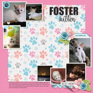 Foster Kitten