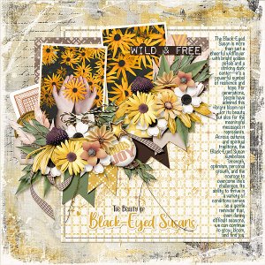 Black-Eyed Susan