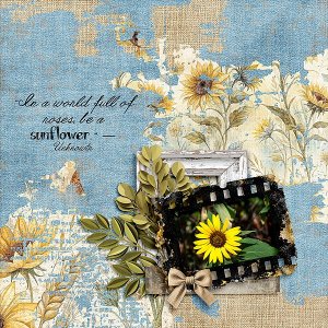 Sunflower 1
