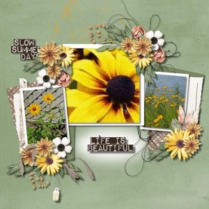 Black-eyed Susan