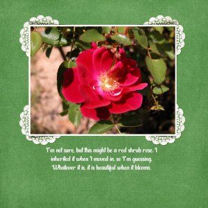 Red Shrub Rose