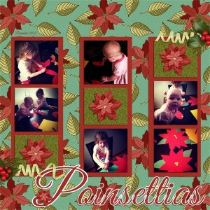 Poinsettia's
