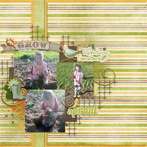 Planting Tomatoes