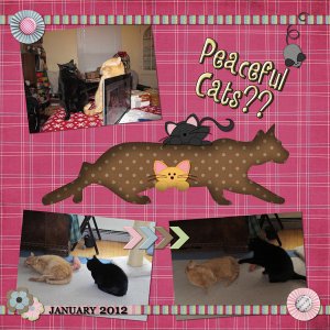 Peaceful Cats?