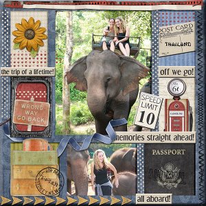 Elephants in Thailand