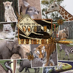 Inside The Wild