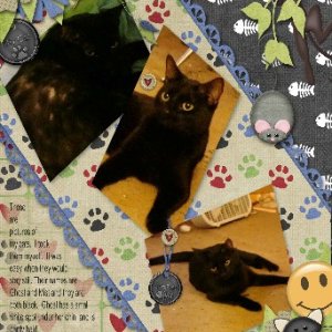 Our Cats by Will