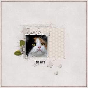my lovely cat