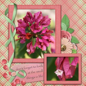 Bougainvillea