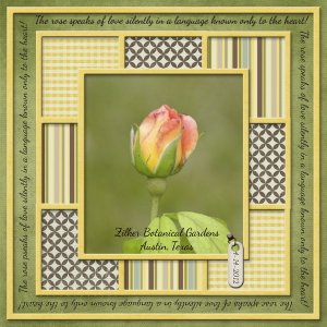 The rose speaks of love ...