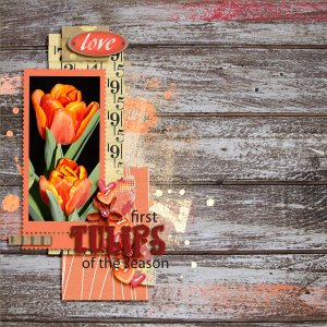Tulips