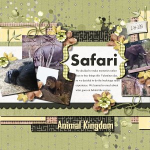 safari
