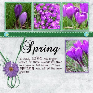SpringCrocus