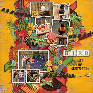 Birds of Oz