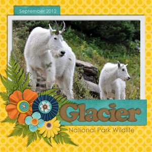 Glacier National Park Wildlife