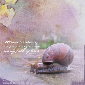 The Snail