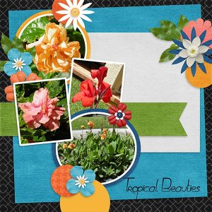 Tropical_Beauties