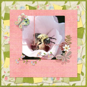 Rose of Sharon