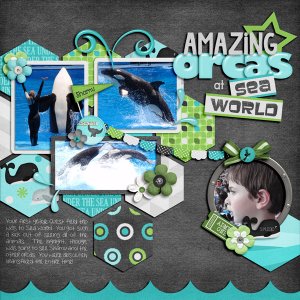 Amazing Orcas