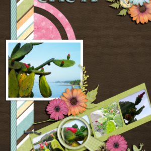 cacti