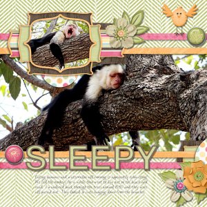 Sleepy Monkeys