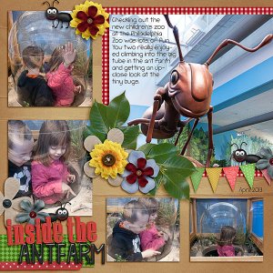 Ant farm