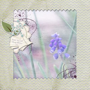 Grape Hyacinth
