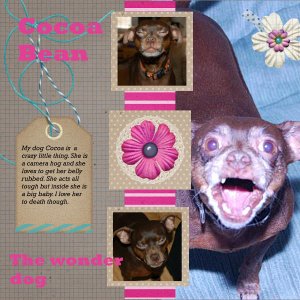 Cocoa Bean the Wonder Dog
