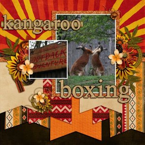 Kangaroo Boxing