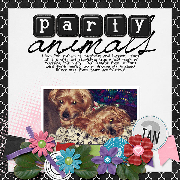 020-02-13-PartyAnimalsByCFALBRO