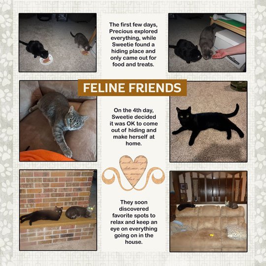 03-New-cats-2.jpg