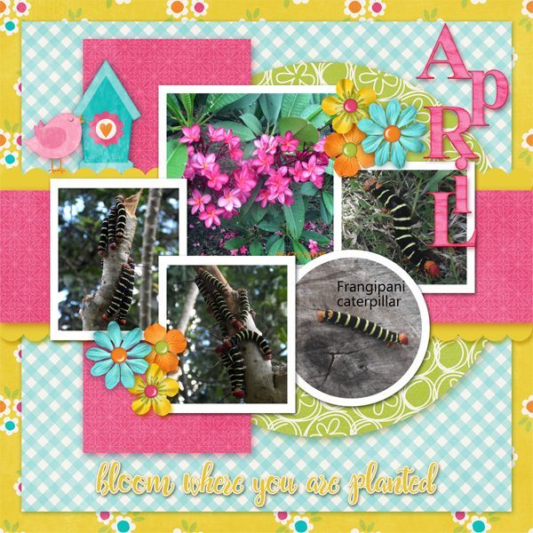 0417 Frangipani Caterpillars