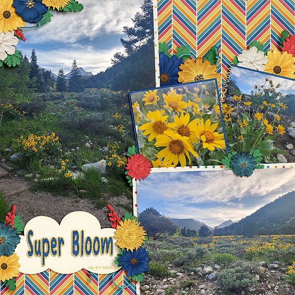 06-07-2023 Super Bloom-01